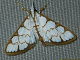 Cirrhochrista grabczewskyi